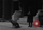 Standbild Hund machen Besorgungen New York City USA, 1929, aus Sekunde 11 historischem Filmmaterial Videoclip 65675054947