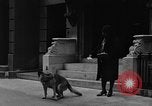 Standbild Hund machen Besorgungen New York City USA, 1929, aus Sekunde 14 historischem Filmmaterial Videoclip 65675054947