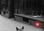 Standbild Hund machen Besorgungen New York City USA, 1929, aus Sekunde 21 historischem Filmmaterial Videoclip 65675054947