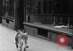 Standbild Hund machen Besorgungen New York City USA, 1929, aus Sekunde 22 historischem Filmmaterial Videoclip 65675054947