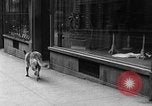 Standbild Hund machen Besorgungen New York City USA, 1929, aus Sekunde 23 historischem Filmmaterial Videoclip 65675054947