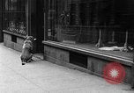 Standbild Hund machen Besorgungen New York City USA, 1929, aus Sekunde 26 historischem Filmmaterial Videoclip 65675054947