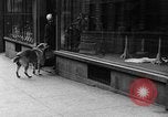 Standbild Hund machen Besorgungen New York City USA, 1929, aus Sekunde 36 historischem Filmmaterial Videoclip 65675054947