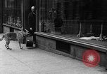 Standbild Hund machen Besorgungen New York City USA, 1929, aus Sekunde 37 historischem Filmmaterial Videoclip 65675054947