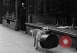 Standbild Hund machen Besorgungen New York City USA, 1929, aus Sekunde 40 historischem Filmmaterial Videoclip 65675054947
