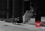 Standbild Hund machen Besorgungen New York City USA, 1929, aus Sekunde 47 historischem Filmmaterial Videoclip 65675054947