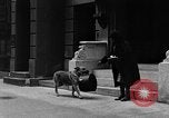 Standbild Hund machen Besorgungen New York City USA, 1929, aus Sekunde 48 historischem Filmmaterial Videoclip 65675054947