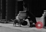 Standbild Hund machen Besorgungen New York City USA, 1929, aus Sekunde 49 historischem Filmmaterial Videoclip 65675054947