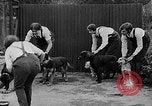 Immagine di La scuola per il canile-cameriere Haslemere Inghilterra, 1930, secondo 42 filmato di repertorio 65675054967