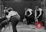 Immagine di La scuola per il canile-cameriere Haslemere Inghilterra, 1930, secondo 43 filmato di repertorio 65675054967