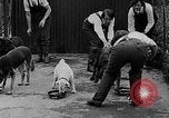 Immagine di La scuola per il canile-cameriere Haslemere Inghilterra, 1930, secondo 46 filmato di repertorio 65675054967