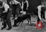 Immagine di La scuola per il canile-cameriere Haslemere Inghilterra, 1930, secondo 55 filmato di repertorio 65675054967