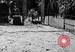 Image lions La Haye Pays-Bas, 1930, de la seconde 7 séquences d'archives historiques vidéo 65675054969