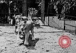 Image lions La Haye Pays-Bas, 1930, de la seconde 8 séquences d'archives historiques vidéo 65675054969