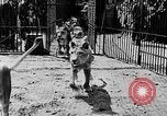 Image lions La Haye Pays-Bas, 1930, de la seconde 9 séquences d'archives historiques vidéo 65675054969