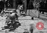 Image lions La Haye Pays-Bas, 1930, de la seconde 10 séquences d'archives historiques vidéo 65675054969
