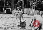 Image lions La Haye Pays-Bas, 1930, de la seconde 12 séquences d'archives historiques vidéo 65675054969