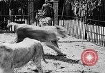 Image lions La Haye Pays-Bas, 1930, de la seconde 13 séquences d'archives historiques vidéo 65675054969