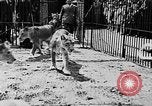 Image lions La Haye Pays-Bas, 1930, de la seconde 14 séquences d'archives historiques vidéo 65675054969