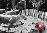 Image lions La Haye Pays-Bas, 1930, de la seconde 15 séquences d'archives historiques vidéo 65675054969