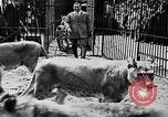 Image lions La Haye Pays-Bas, 1930, de la seconde 16 séquences d'archives historiques vidéo 65675054969