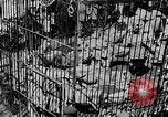Image lions La Haye Pays-Bas, 1930, de la seconde 17 séquences d'archives historiques vidéo 65675054969