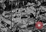 Image lions La Haye Pays-Bas, 1930, de la seconde 19 séquences d'archives historiques vidéo 65675054969