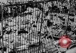 Image lions La Haye Pays-Bas, 1930, de la seconde 21 séquences d'archives historiques vidéo 65675054969