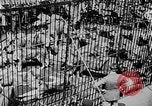 Image lions La Haye Pays-Bas, 1930, de la seconde 22 séquences d'archives historiques vidéo 65675054969