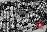 Image lions La Haye Pays-Bas, 1930, de la seconde 23 séquences d'archives historiques vidéo 65675054969