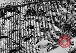 Image lions La Haye Pays-Bas, 1930, de la seconde 24 séquences d'archives historiques vidéo 65675054969
