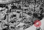 Image lions La Haye Pays-Bas, 1930, de la seconde 25 séquences d'archives historiques vidéo 65675054969