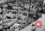 Image lions La Haye Pays-Bas, 1930, de la seconde 27 séquences d'archives historiques vidéo 65675054969