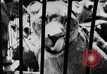Image lions La Haye Pays-Bas, 1930, de la seconde 28 séquences d'archives historiques vidéo 65675054969