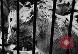 Image lions La Haye Pays-Bas, 1930, de la seconde 29 séquences d'archives historiques vidéo 65675054969