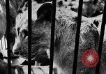 Image lions La Haye Pays-Bas, 1930, de la seconde 30 séquences d'archives historiques vidéo 65675054969