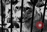 Image lions La Haye Pays-Bas, 1930, de la seconde 31 séquences d'archives historiques vidéo 65675054969