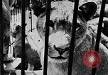 Image lions La Haye Pays-Bas, 1930, de la seconde 32 séquences d'archives historiques vidéo 65675054969