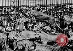 Image lions La Haye Pays-Bas, 1930, de la seconde 33 séquences d'archives historiques vidéo 65675054969