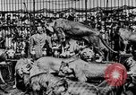 Image lions La Haye Pays-Bas, 1930, de la seconde 34 séquences d'archives historiques vidéo 65675054969