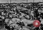 Image lions La Haye Pays-Bas, 1930, de la seconde 35 séquences d'archives historiques vidéo 65675054969