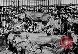 Image lions La Haye Pays-Bas, 1930, de la seconde 36 séquences d'archives historiques vidéo 65675054969