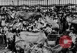 Image lions La Haye Pays-Bas, 1930, de la seconde 37 séquences d'archives historiques vidéo 65675054969