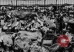 Image lions La Haye Pays-Bas, 1930, de la seconde 38 séquences d'archives historiques vidéo 65675054969