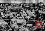 Image lions La Haye Pays-Bas, 1930, de la seconde 39 séquences d'archives historiques vidéo 65675054969