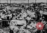 Image lions La Haye Pays-Bas, 1930, de la seconde 40 séquences d'archives historiques vidéo 65675054969