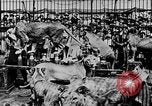 Image lions La Haye Pays-Bas, 1930, de la seconde 41 séquences d'archives historiques vidéo 65675054969
