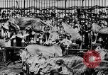 Image lions La Haye Pays-Bas, 1930, de la seconde 42 séquences d'archives historiques vidéo 65675054969