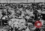Image lions La Haye Pays-Bas, 1930, de la seconde 43 séquences d'archives historiques vidéo 65675054969