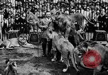 Image lions La Haye Pays-Bas, 1930, de la seconde 44 séquences d'archives historiques vidéo 65675054969